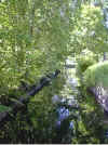 natur.jpg (87181 byte)
